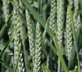 Le blé hybride triple d'intérêt pour s'assurer la réussite !