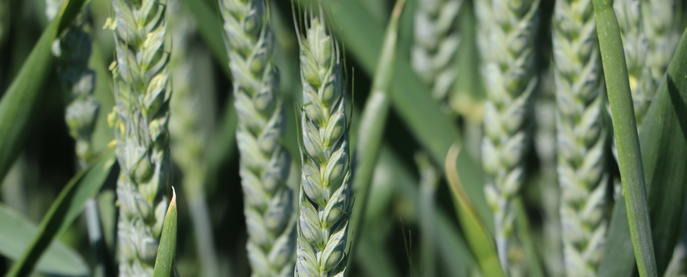 Le blé hybride triple d'intérêt pour s'assurer la réussite !
