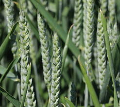 Une offre blé hybride révolutionnée !