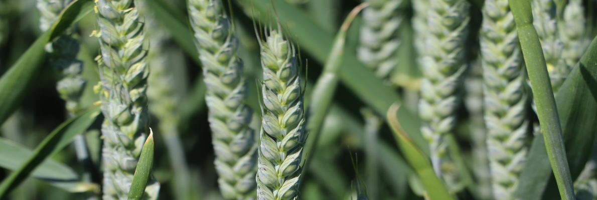 Une offre blé hybride révolutionnée !